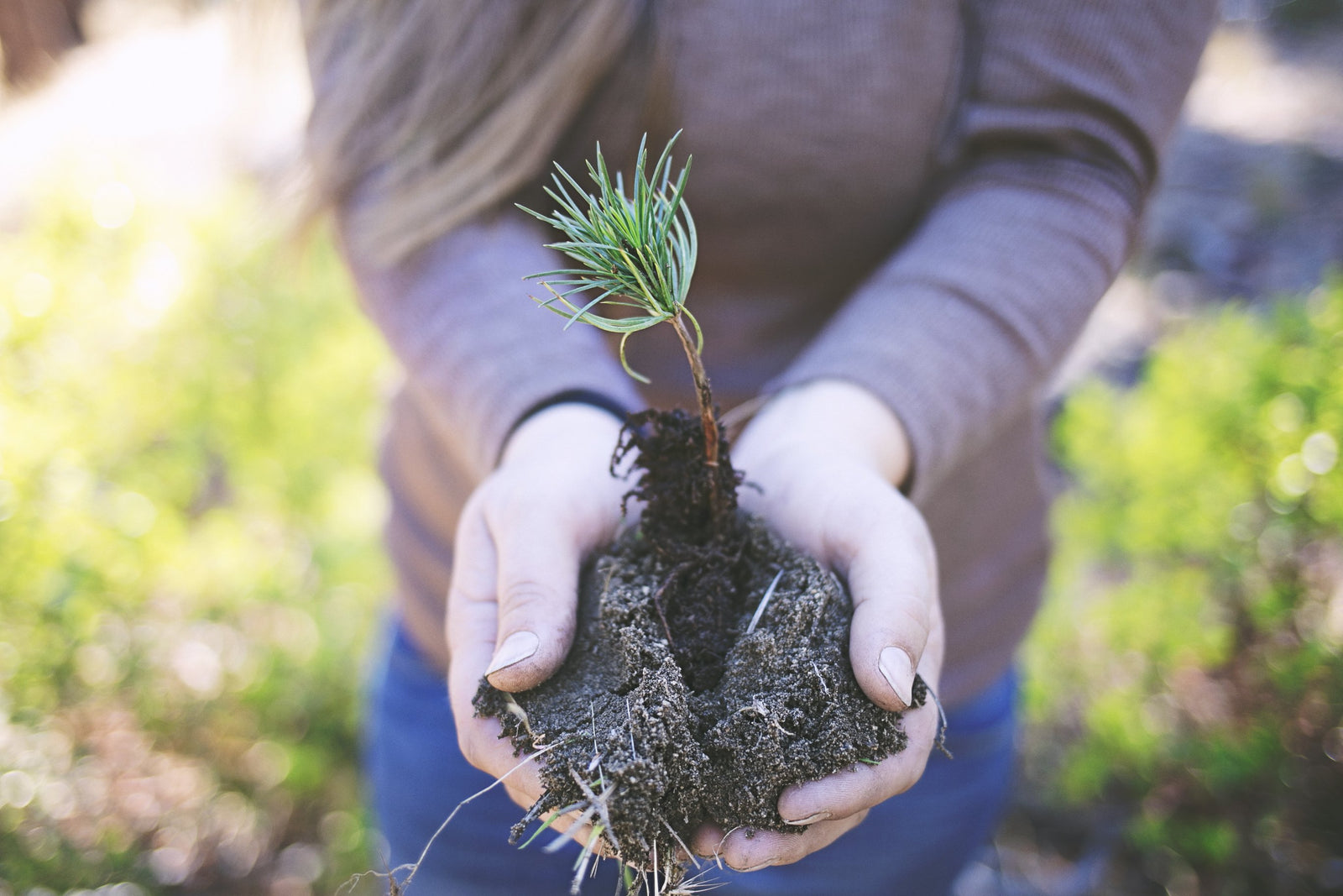 One Tree Planted