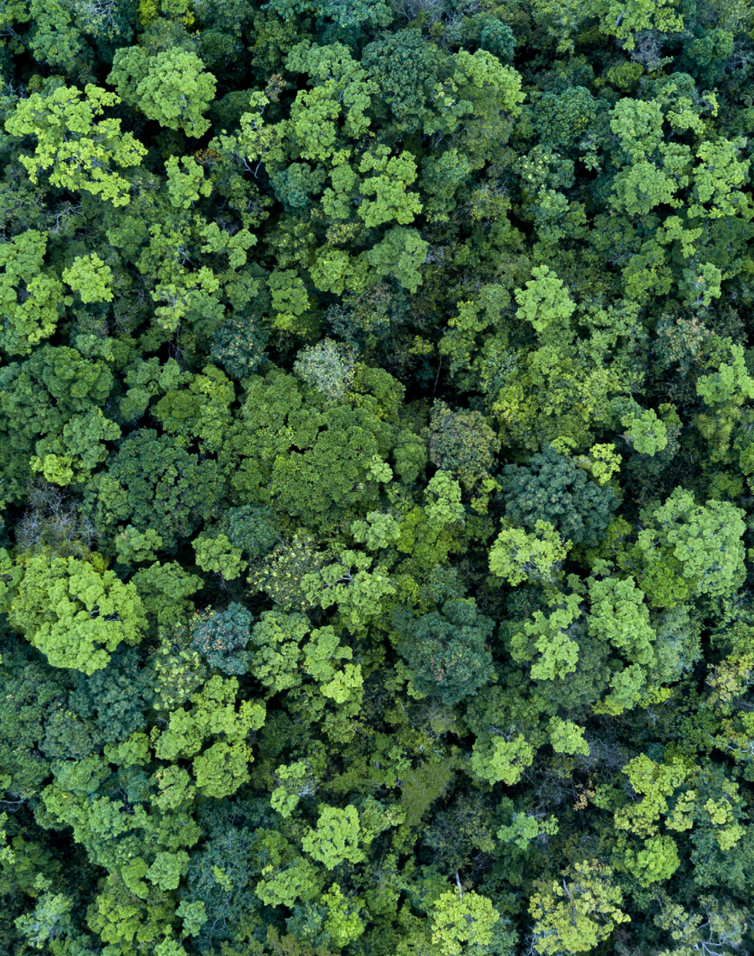 Das Blätterdach eines Waldes.