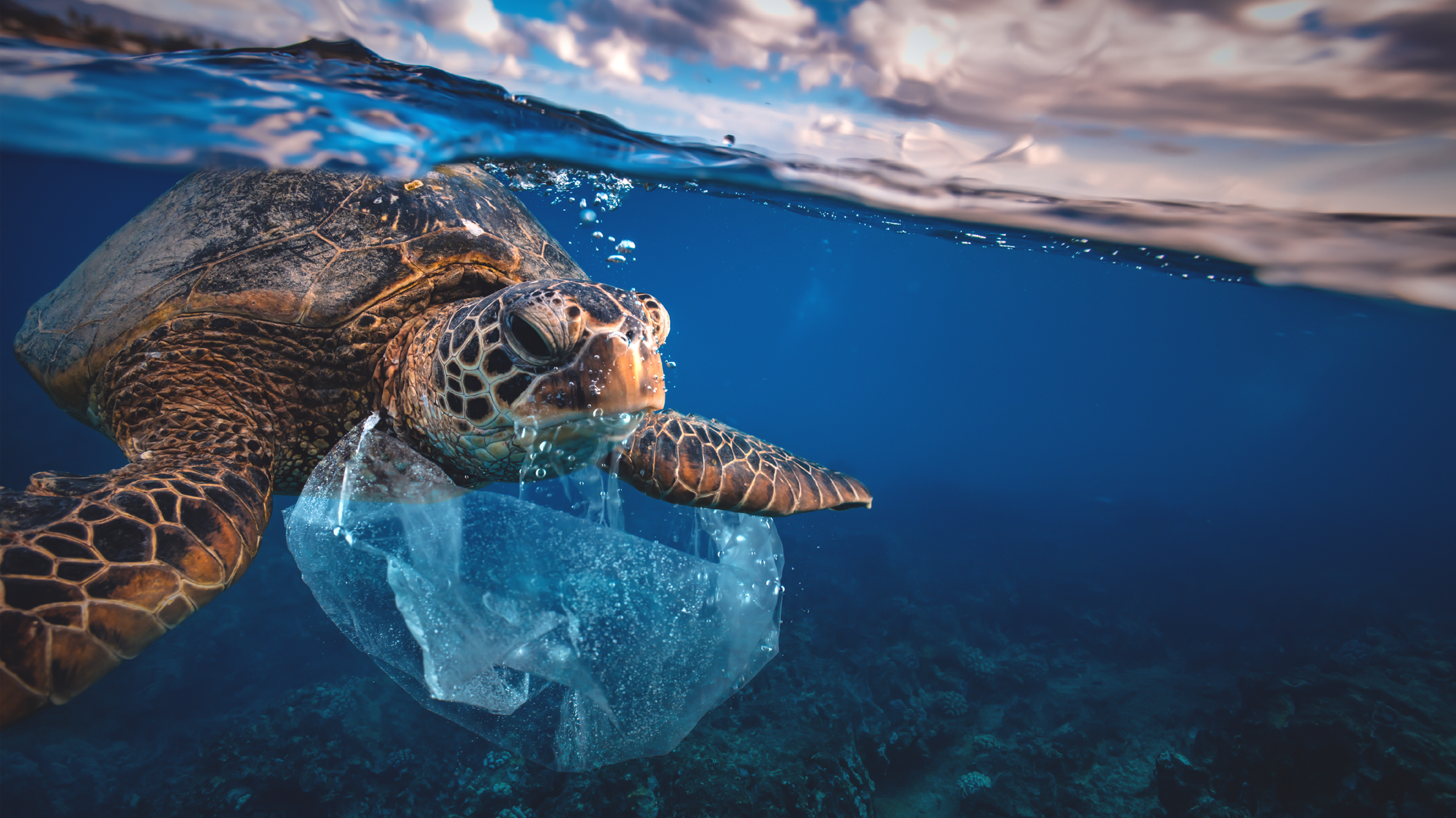 Ein Bild einer Schildkröte, die in Müll schwimmt und in eine Plastiktüte gewickelt ist.