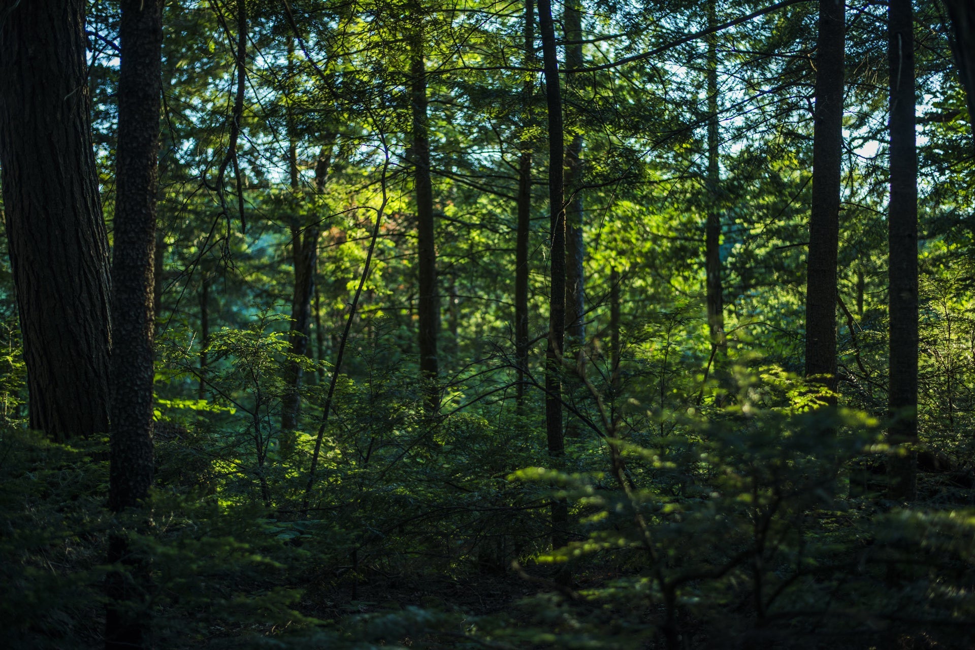 Ein Bild eines Waldes.